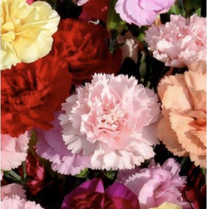 Carnations By Case